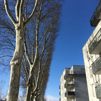 alignement arbres cronenbourg corbeaux CNRS