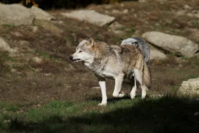 18/09/23 : Attaques des loups en hausse dans les Alpes Maritimes