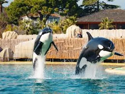 Marineland demande un permis pour transférer ses deux orques au Japon