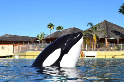 Fermeture définitive de Marineland à Antibes