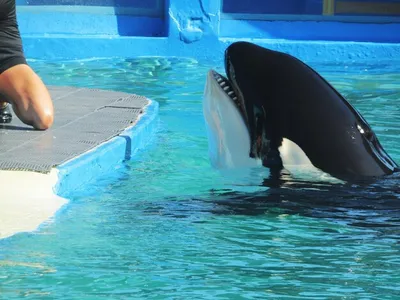 Quel avenir pour les mammifères marins de Marineland ?
