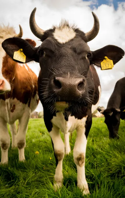 Le salon de l’agriculture se tient à Paris du 22 février au 2 mars