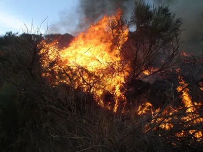 Var :  Plus de 600 hectares de végétation détruits dans le massif des Maures