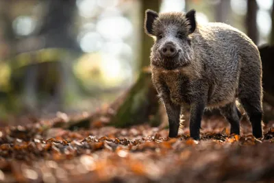 Nice :  des sangliers ont élu domicile dans le parc du quartier de Rimiez