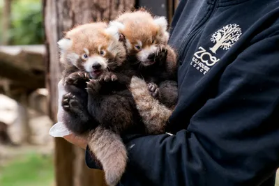 Naissance de deux pandas roux au Zoo de Mulhouse