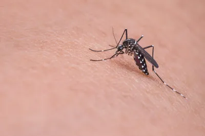 15/09/22 : CAS DE DENGUE DANS LES ALPES MARITIMES