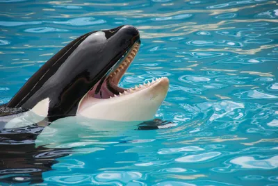 Les orques de Marineland pourraient être transférées prochainement en Espagne