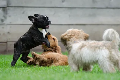 Salon des animaux de compagnie à Cagnes sur mer : des chiots sont morts à la suite d’un virus