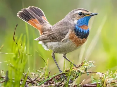 Decazeville (12) : Sortie nature à la découverte des oiseaux