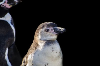 21/11/22 : Un pingouin dans les eaux niçoises