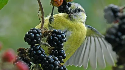 🔊 Des oiseaux font étape place des Halles à Chartres