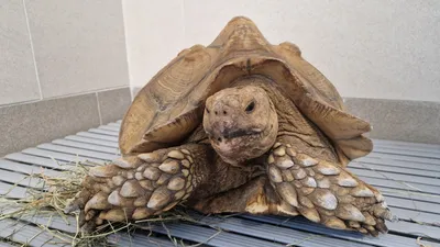 Un "appel à témoin" pour retrouver le propriétaire de cette tortue...