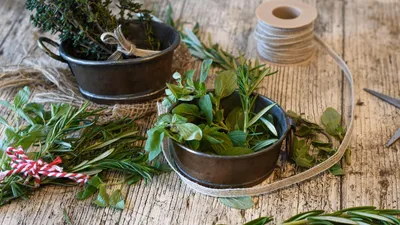 Une conférence dédiée aux vertus des plantes de nos jardins
