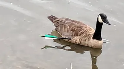 Une oie transpercée par une flèche