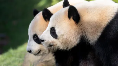 "Malade", les pandas de Beauval rapatriés en Chine
