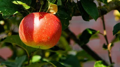 Fête de la pomme à La Loupe