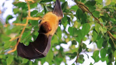 Participez au recensement des chauves-souris en Eure-et-Loir