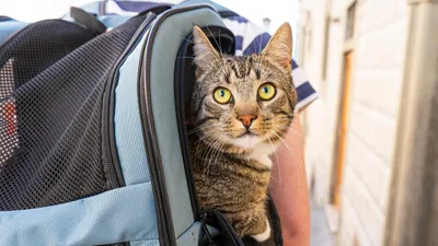 La ville de Chartres poursuit sa lutte contre l'abandon des animaux