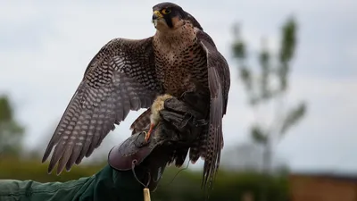 Comédie et spectacle de rapaces dans le Beauperchois