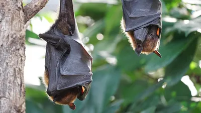 Une nuit à la rencontre des chauves-souris