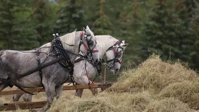 Le cheval percheron célébré au domaine de la Ferté-Vidame