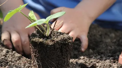 Les élèves de l'école de Charonville récompensés pour la biodiversité