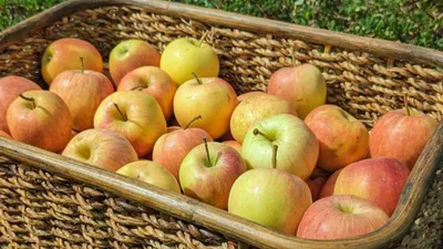 Cueillez vos pommes au Verger de Candie