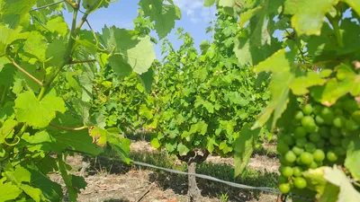 Vignoble nantais. Les pluies de ce début d'année inquiètent les...