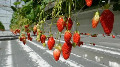 Lutte biologique. Des micro guêpes ramènent leur fraise dans les...