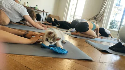 On a testé le Puppy Yoga à Paris et c’est validé !