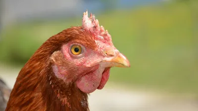 Les poules rougissent d’émotions, selon des chercheurs du...