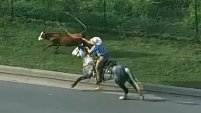 Une vache prend la fuite sur l'autoroute, un cow-boy surgit de...