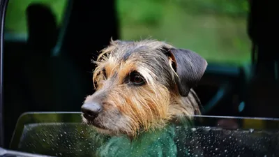Un chien flashé au volant d’une voiture en excès de vitesse, son...