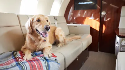 En Italie, tous les chiens et chats peuvent voyager avec vous en...