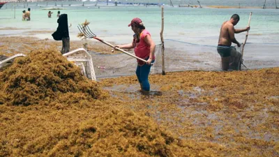 Les sargasses, des algues nocives pour la santé, envahissent les...