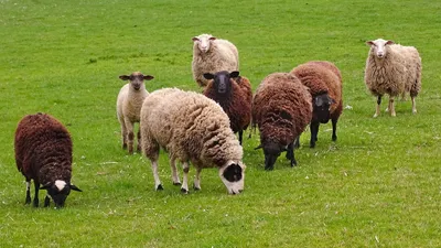 Minute conso : faire tondre sa pelouse... par des moutons 