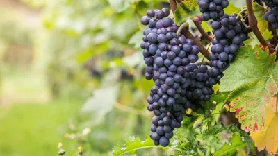 Première tendance du recensement des viticulteurs en difficulté
