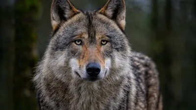 La présence d'un loup confirmée en Gironde 