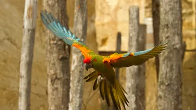 Doué-la-Fontaine. Le Bioparc récupère des aras issus du trafic...