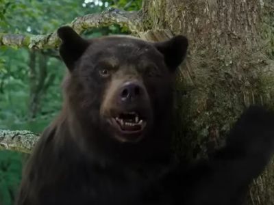 « Cocaine Bear » : un film inspiré de l'histoire vraie d'un ours...