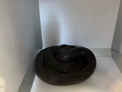 Un serpent vivant retrouvé dans une cabine d'essayage d'un magasin