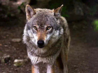 Une nouvelle attaque de loup suspectée dans les Ardennes