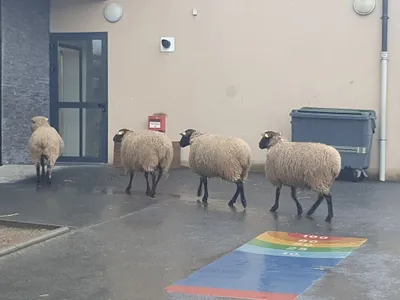 Des moutons à la place des enfants