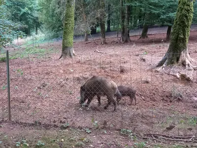 Une nouvelle étape pour Toto le sanglier