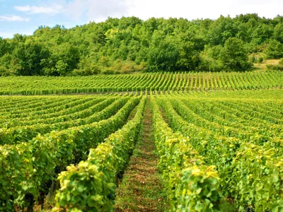 Emploi : connaissez-vous les dates pour participer aux vendanges ?