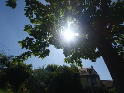 Près de 38° sous abris