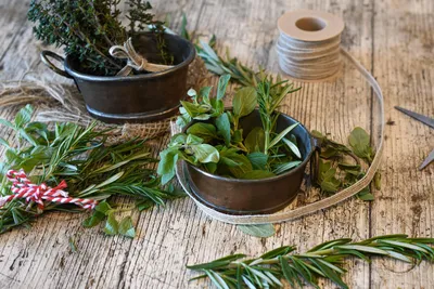 Une conférence dédiée aux vertus des plantes de nos jardins