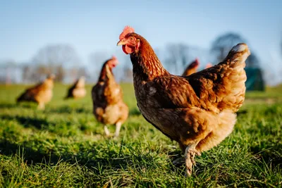 Nouvelle rencontre au cœur d'une exploitation en Beauce 