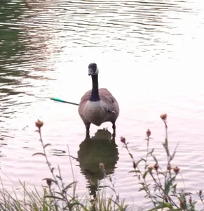 L'oie, blessée par une flèche, capturée à Ecluzelles