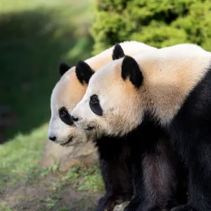 "Malade", les pandas de Beauval rapatriés en Chine